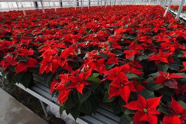 La flor de Nochebuena, la contribución mexicana a la Navidad