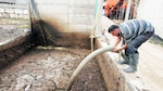 Vacas como fuente de electricidad