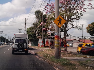 Miambiente advierte que ampliación de la Vía España no puede talar árboles sin EIA aprobado