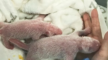 Nacen gemelos de panda en el zoo de Berlín