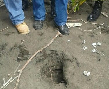 Saquean nidos de tortugas en playas de Azuero