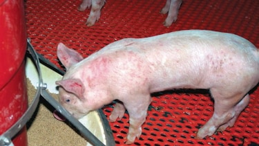 Importarán 160 tm de carne de cerdo sin pagar arancel