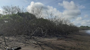 Piden que se investigue devastación en la playa El Ostional de Tonosí