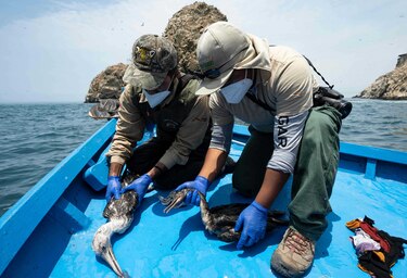 Aves marinas mueren de hambre o por intoxicación tras el derrame de crudo en Perú