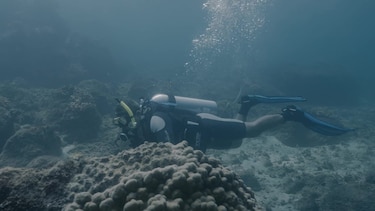 Coiba revela una cuna de tiburones y abre una nueva página para la ciencia panameña