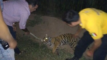 México: encuentran cachorro de tigre deambulando en la calle