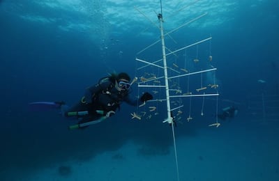 El milagro de las Bahamas: cómo los corales están cambiando el destino del océano 