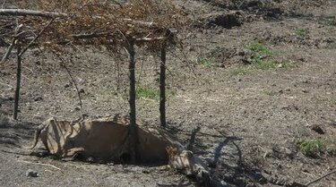 Por falta de pasto mueren en Los Santos 650 reses