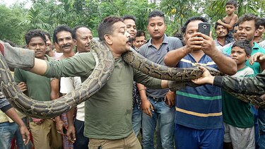Guardia forestal indio escapa por poco al estrangulamiento al posar con una pitón