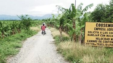 Rusos desisten de reactivar bananeras