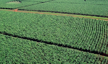 La yerba mate, el ‘oro verde’ que nutre los paisajes del noreste argentino