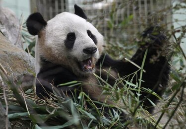 Tian Tian, la oso panda de Edimburgo, sometida a inseminación artificial