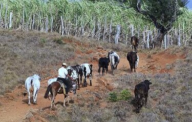 Plan bancario de contingencia para que productores enfrenten fenómeno de El Niño