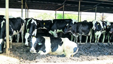 Ganaderos, afectados con rebaja en la leche