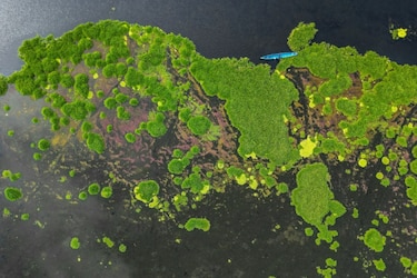 Una planta invasora amenaza con desaparecer un pueblo de pescadores en Colombia