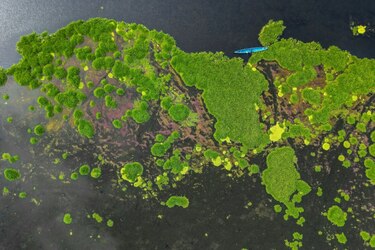 Una planta invasora amenaza con desaparecer un pueblo de pescadores en Colombia