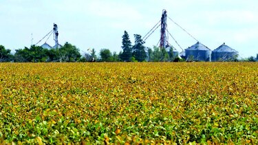 Cosecha de soja activará economía paraguaya