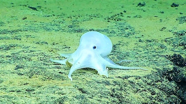 DESCUBREN UN PULPO TRASLÚCIDO CERCA DE HAWÁI