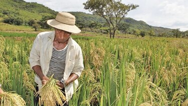 Arroz importado, en plena cosecha