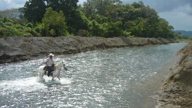 El 70% de las cuencas en Azuero está sin cobertura boscosa