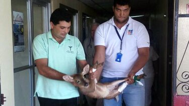 Rescatan venado herido en poblado de Chitré