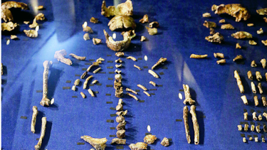 Hallan primo lejano de ‘Homo sapiens’
