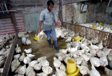 China confirma brote de gripe aviar H5N1
