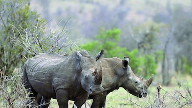 Sudáfrica: leve baja en caza de rinocerontes