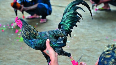 Los gallos siguen peleando