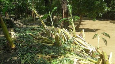 Más de 500 hectáreas de producción agrícola afectadas por lluvias en Los Santos