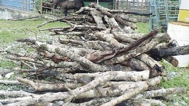 Leña darienita calienta las cocinas del interior