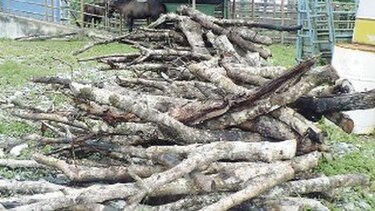 Leña darienita calienta las cocinas del interior