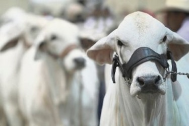 Israel muestra interés por la carne panameña