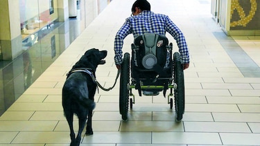 Su perro puede ser un genio