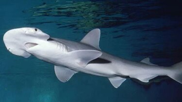 El GPS de la naturaleza: los tiburones usan campos magnéticos para orientarse