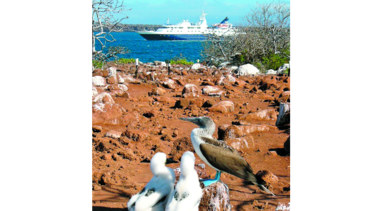 Capturan nave china con fauna vulnerable