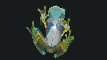 Descubren una nueva especie de rana de cristal en Ecuador