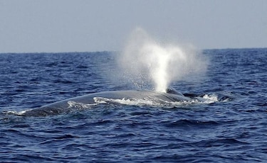 Las ballenas azules son sobre todo diestras