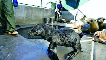 Mueren focas de guadalupe frente a California