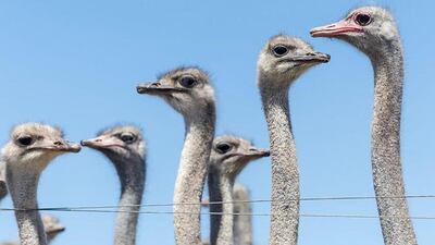 El caso de los 300 avestruces que fueron sacrificados en Canadá en medio de una enorme polémica que llegó a Estados Unidos