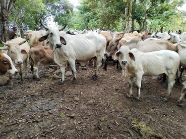 Nicaragua declara alerta sanitaria por gusano barrenador