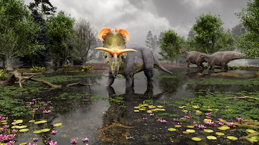 Una nueva especie de dinosaurio herbívoro con cuernos gigantes