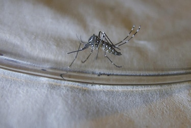 OMS recomienda la primera vacuna contra el dengue, cuya transmisión crece en Latinoamérica