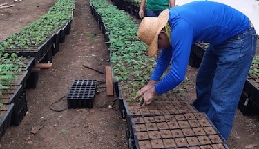 Los Santos: germinan más de diez especies de árboles nativos para sembrar