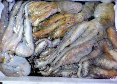 El calentamiento marino multiplica la población de pulpos en las costas británicas