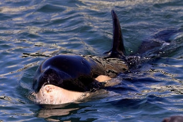 Muere en Nueva Zelanda orca tras la fallida búsqueda de su madre