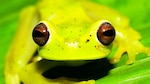 Por la conservación de los anfibios