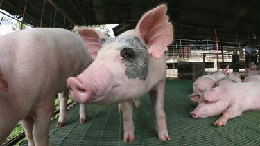 MICI investiga a mayores importadores de cerdo