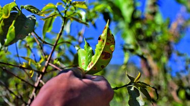 Honduras impulsa producción de café