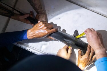 Hallan por primera vez una posible ‘guardería’ de tiburones martillo liso en las Galápagos
